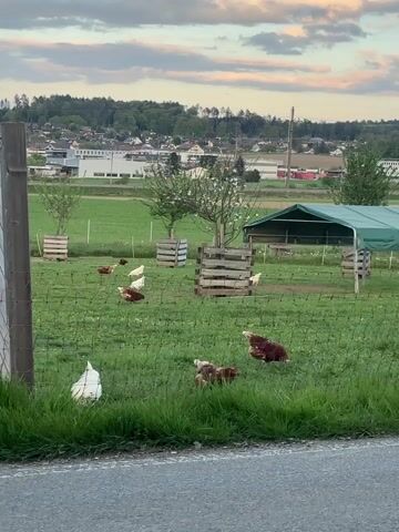 The video captures a serene, semi-rural landscape, likely in the Winterthur, Switzerland area, during the golden hour or sunset, as indicated by the soft, warm light and the pastel hues of the sky.

The main subjects are a group of free-ranging chickens, varying in plumage from white to brown and speckled, actively foraging and walking on a lush green grassy field. The field is enclosed by a wire fence visible in the foreground and extending into the mid-ground. Within the enclosure, several wooden crates are placed, possibly serving as shelters or perches for the chickens. A green tarp-covered structure, resembling a small shed or coop, stands further back in the field.

In the immediate foreground, a paved road or path is partially visible, with thick green grass growing along its edge, separating the viewer's vantage point from the chicken enclosure. Beyond the field, a suburban or small town landscape unfolds, featuring numerous buildings and houses nestled against a backdrop of rolling hills densely covered in trees. The overall impression is one of peaceful coexistence between nature and human settlement. No visible text is present in the video.