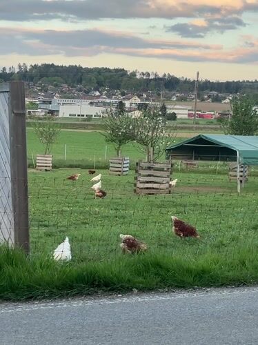 Rural chicken farm documented during sunset in Winterthur