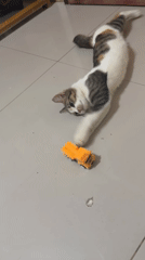 Calico cat bats at a toy truck on a tiled floor in Davao