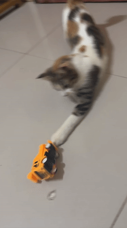 Calico cat bats at a toy truck on a tiled floor in Davao