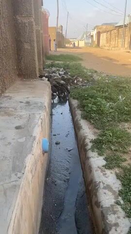 The video presents a scene from Gyellesu, Nigeria, featuring an open concrete gutter filled with dark, murky water. The gutter, running from the foreground into the distance, is flanked by concrete structures on the left and a dirt path with sparse vegetation and a substantial pile of refuse on the right.

The primary subjects are a group of approximately eight to ten dark-feathered birds, likely domestic fowl such as chickens or ducks, gathered along the right edge of the gutter. They are actively engaged in drinking from or foraging in the unsanitary water. More birds are visible further back among the trash. The refuse pile consists of various discarded items, including white plastic bags and other debris.

In the background, a dirt road or path stretches into the distance, lined by simple buildings with light brown or tan walls. Two human figures, one appearing to be an adult and the other a child, are visible walking far down the road.

The time of day appears to be late afternoon or early morning, indicated by the soft, diffused natural light. The weather is clear. The scene depicts typical conditions of an unpaved street with open drainage and visible waste, characteristic of some rural or semi-urban areas. No discernible text is visible in the video.