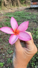 Flower and temple scenes captured minutes apart in Kediri