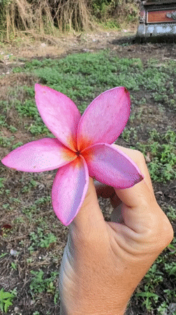 Flower and temple scenes captured minutes apart in Kediri