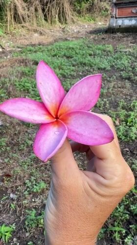 Flower and temple scenes captured minutes apart in Kediri