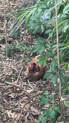 A chicken is foraging in leaf litter and undergrowth. The chicken is primarily brown with some reddish-brown feathers. Its head is lowered as it pecks at the ground, and its tail feathers are visible, with a pinkish vent. The environment is outdoors, with dry leaves and twigs covering the ground. Green foliage and some thin, vertical stalks are present, partially obscuring the chicken. The lighting suggests an overcast day or a shaded area. The chicken appears to be alone and engaged in typical foraging behavior.