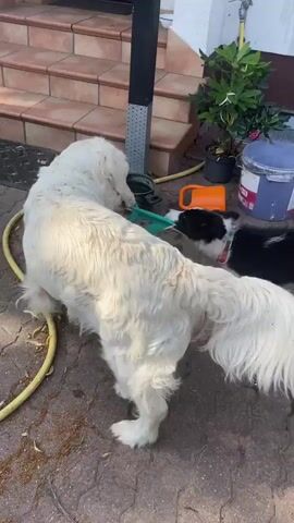 A large white dog and a smaller black and white dog are playing tug-of-war with a green rubber glove in an outdoor setting. The dogs are on a patio made of brick pavers, with a set of outdoor stairs leading up to a doorway in the background. The stairs are made of stone and have a metal railing. A black metal post stands near the dogs. A watering can and a yellow hose are visible on the ground.