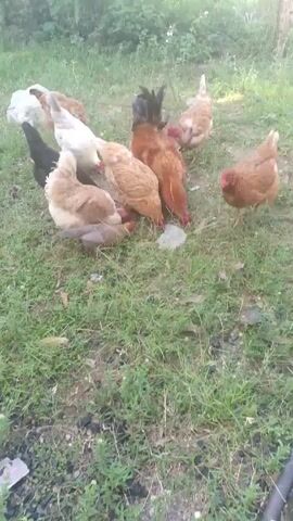 A flock of chickens of varying colors and sizes are gathered on a patch of green grass, pecking at the ground. The chickens are a mix of brown, white, and black. There is some scattered trash on the ground, and foliage is visible in the background.