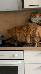 Morning domestic moments documented in Kazan homes
