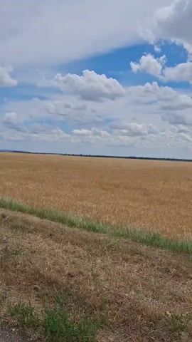 The video shows a wide expanse of a golden field under a partly cloudy sky. The camera appears to be moving slightly, as indicated by the subtle shifts in perspective and the blurring of the foreground. The field, likely containing ripe crops such as wheat or barley, stretches to the horizon, where a faint tree line is visible. The sky is a vibrant blue, dotted with fluffy white clouds that cast soft shadows across the landscape. The foreground consists of dry grass and soil, suggesting a rural or agricultural setting. There are no people or animals visible in the frame. The overall impression is one of a peaceful, rural landscape on a summer day.