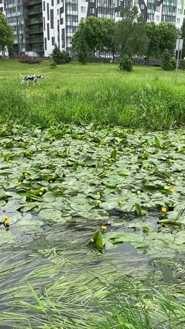 The video opens with a view of a pond filled with water lilies and yellow flowers. In the background, there is a grassy area with trees and modern buildings. A person is walking on the grass, and a dog is also visible in the distance. The camera pans slightly to the right, showing more of the pond and the surrounding environment. The weather appears to be overcast.
