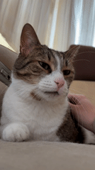 Tabby cat relaxes indoors while heterochromic white cat roams outside