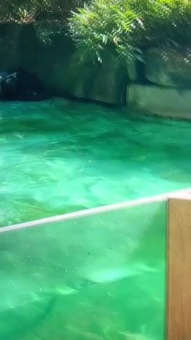 The video shows penguins swimming in a clear green-tinted pool, as seen through a glass barrier. The penguins dive and glide through the water, creating ripples and movement. Some penguins are seen on rocky outcroppings near the water. The environment includes some greenery and rocks surrounding the pool.