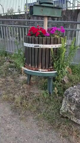The media file shows a close-up view of a wooden wine press acting as a planter, filled with vibrant red and pink geraniums. The press, made of dark vertical wooden slats banded with white metal straps, sits on a green metal stand with three legs. A large white screw mechanism is visible at the top, extending upwards from the press's lid. The flowers are lush and in full bloom, creating a striking contrast with the weathered wood of the press.

The setting appears to be outdoors, with dry grass and gravel in the foreground. In the background, a metal fence and a concrete structure are visible, suggesting a rural or semi-industrial area, possibly a vineyard or winery given the presence of the wine press and the location context of Nierstein, Germany. The lighting suggests it might be daytime, possibly late afternoon or early evening, due to the shadows and the overall brightness. There is no visible text within the frame. The overall impression is one of repurposed agricultural equipment turned into a decorative garden feature.