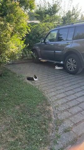 This media file shows two black and white rabbits resting on a paved driveway next to a dark gray SUV. One rabbit is lying on the grass to the left of the driveway, and the other is under the car on the right. The scene appears to be outdoors in a residential area, with trees and foliage visible in the background. The lighting suggests it is daytime, likely in the morning or afternoon, with the sun casting shadows. There are no people or text visible in the media file. The overall atmosphere is peaceful and serene, with the rabbits enjoying the warm weather. The paved area is made of interlocking concrete pavers. The SUV has silver trim along its side and a visible tire.