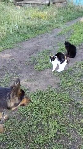 The video captures a rural outdoor scene, likely in Tashkazgan, Russia. The setting appears to be a dirt path surrounded by tall, green grass and vegetation. In the background, a wooden structure, possibly a fence or a pile of lumber, is visible.

The main subjects are three animals: a German Shepherd dog in the foreground and two cats in the middle ground. The dog is partially visible, with its head and shoulders in frame, looking towards the cats with its mouth open, suggesting it might be barking or panting. One cat is black and is sitting calmly on the path. The other cat is a calico (black, white, and brown) and is crouched low to the ground with its back arched, appearing startled or defensive.

The activity taking place is a potential confrontation or interaction between the dog and the cats. The dog's posture and the calico cat's defensive stance indicate a moment of tension. The black cat seems less concerned, observing the situation.

The time of day appears to be late afternoon or early evening, as indicated by the soft, warm lighting and shadows cast on the ground. The weather seems pleasant, with clear skies and ample daylight. There are no visible human subjects or any discernible text in the video. The overall mood is one of anticipation and mild conflict in a natural, rustic environment.