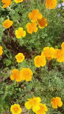 This is a close-up shot of California poppy flowers swaying gently in the breeze. The flowers are a vibrant orange and yellow, and they are surrounded by lush green foliage. The sun is shining, and the scene is bright and cheerful. The video appears to be filmed outdoors in a garden or natural setting.