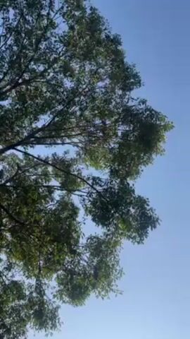 The video shows a tree with dense green leaves against a clear, bright blue sky. The camera is pointed upwards, capturing the tree's canopy and its branches reaching out. There is no visible movement in the video. The leaves are rustling gently in the wind. The light is bright and even, suggesting a sunny day. There are no people or other objects visible in the frame.