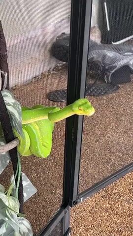 A bright green snake with yellow markings rests on a branch inside a terrarium. The snake is coiled and its head is visible, facing the right side of the frame. The terrarium has a mesh screen on the left side and a glass door on the right. The substrate in the terrarium appears to be small pebbles or gravel. Behind the terrarium, a blurred background shows some objects including what looks like a black shoe and a grey patterned fabric. The lighting suggests it is daytime.