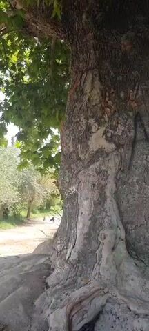 The video shows a close-up view of the base of a large tree with exposed roots. The tree's bark is rough and textured, with some apparent markings. To the right of the tree, a concrete irrigation channel is visible, carrying flowing water. The channel is lined with concrete and appears to be in an outdoor setting with vegetation in the background. The camera pans slightly, offering a view of the water flowing through the channel.