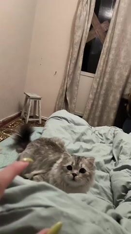 A person's hand with light green painted fingernails is held up in the foreground. A blurred cat with grey and white fur is moving around on a bed with blue-green sheets in the background. There are curtains and a window visible behind the bed.