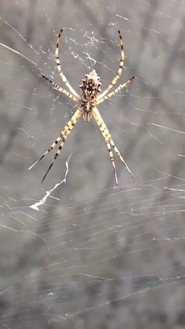 A close-up shot shows a large spider with yellow and black stripes on its legs sitting in the center of its web. The spider's body is light brown with dark markings. Its legs are long and slender, with dark bands. The web is intricate, with many delicate threads. The background is a blurry gray, suggesting an outdoor or natural setting. There is no visible movement of the spider or the web during the short duration of the video.