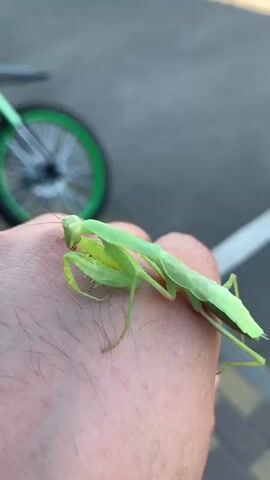 A praying mantis is perched on a person's hand. The mantis is bright green and has its raptorial forelegs raised. The hand is lightly tanned and shows some hair. The background is blurred, but it appears to be an outdoor setting with pavement and a bicycle wheel with a green rim visible. The lighting suggests it is daytime, possibly late afternoon.