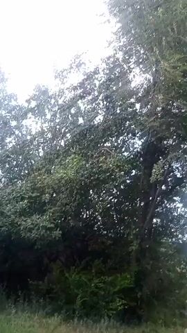 This is a video recording of a natural outdoor scene, likely taken in Жанай, Kazakhstan. The camera is pointed upwards, showing the dense foliage of trees against a bright, overcast sky. The leaves are a lush green, indicating a time of year with plentiful vegetation, possibly spring or summer. The sky is completely white, suggesting a heavily clouded or foggy day, with no direct sunlight visible. This creates a diffused, somewhat muted lighting condition.

The foreground is filled with grass and some shorter green bushes, suggesting a park, a garden, or a wilder natural area. The trees are the dominant subject, forming a thick canopy that obscures much of what might be behind them. The camera appears to be handheld and is moving slightly, creating a subtle sway or vibration in the footage, which gives the impression of someone standing and observing the scene. There are no people or man-made objects clearly visible within the frame, other than what might be the faint outline of a wall or fence on the far left edge of the first few frames, partially hidden by vegetation. The overall mood is calm and natural, with no indication of any specific activity or event taking place beyond the gentle movement of the foliage, likely due to a light breeze. The time of day is indeterminate due to the uniform lighting conditions.