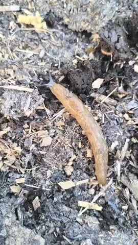 A slug crawls across the ground. The ground appears to be a mix of soil and mulch. The slug is brown and elongated. The lighting suggests it is daytime.