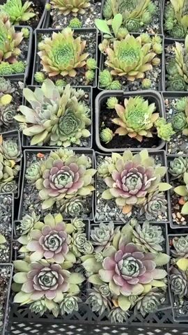 The video shows an overhead, close-up view of numerous potted succulents. The plants are arranged in a grid-like pattern, filling the frame. Each succulent is in its own black plastic pot, and the pots appear to be sitting on a surface that is not fully visible, but may be a tray or another container. The succulents themselves are varied in color and size, ranging from vibrant green to a muted purple-green. They have a rosette shape with tightly packed leaves. Some of the plants have smaller offsets, or "chicks," growing around the base of the larger parent plant. The soil in the pots appears to be a gritty mixture, typical for succulents. The lighting suggests an outdoor or greenhouse environment. There are no people or animals visible in the video.