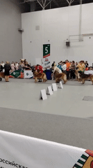 Multi-breed dog show in full swing at Zelenaya Roshcha