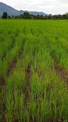 A video shows a close-up, ground-level view of a field of green rice plants. The rice is growing in muddy soil with water visible in between the rows of plants. In the distance, there is a line of trees, and behind them, a mountain range under a cloudy sky. The camera pans slightly to the right, showing the texture and density of the rice field. The scene is peaceful and rural.