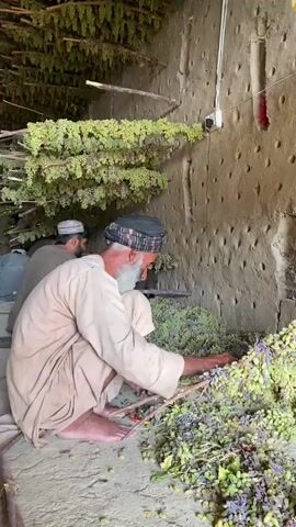 The video shows two men in a rustic building. The man in the foreground, with a white beard and wearing a traditional tunic and headscarf, is kneeling and appears to be sorting through a large pile of drying grapes. He is holding a bunch of grapes in his hands and seems to be removing them from stems. Behind him, another man in a similar tunic is visible, also appearing to be involved in the grape processing. The building's walls are made of earth or mud, with many small holes, possibly for ventilation. Bunches of grapes are hanging from wooden beams overhead, also in the process of drying. The floor is dirt or concrete. The lighting suggests it is daytime, with natural light filtering into the space.