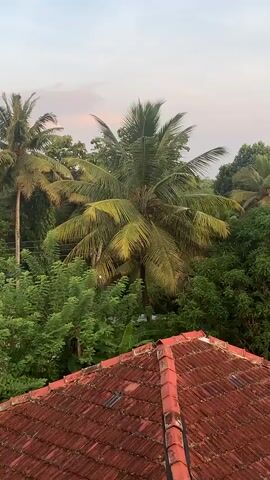 The video captures a view from a rooftop looking out over a lush green landscape dominated by palm trees and other foliage. The sky is partly cloudy with a soft, diffused light, suggesting either dawn or dusk. In the foreground, a terracotta tiled roof is visible. The middle ground and background are filled with dense vegetation, including several tall palm trees with their fronds swaying gently. The overall impression is one of a tranquil, tropical environment. There are no people or animals visible in the frame.