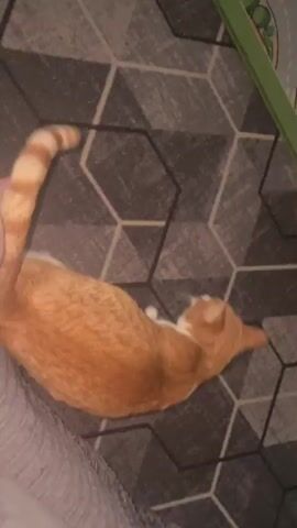 A ginger and white cat lies on its back on a geometric patterned rug. A person's bare foot is visible on the left side of the frame. The cat rolls onto its side and then sits up, looking towards the upper right of the frame. The cat's tail is visible and appears to be moving. The lighting is dim.