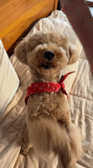 Poodle performs tricks with owner in North Kuta bedroom