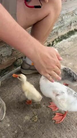 A person is kneeling down on a concrete floor, wearing shorts and a shirt. Their left arm is resting on their left leg, and their right hand is reaching out towards a group of ducks. Several ducklings and young ducks are gathered around the person. One duckling, mostly yellow, is standing to the left, pecking at something on the ground. A larger, white and grey duckling is in the center, with its head lowered and its beak touching the person's hand. Another white and grey duckling is behind it, also near the person's hand. Further back, a few more ducks are visible, including some that are more mature. The environment appears to be an outdoor enclosure, with a brick wall to the left and a wooden structure in the background. The ground is concrete, with some debris scattered on it. In the wider shots, a larger group of ducks is seen in the background, some walking away from the camera.