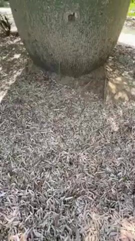 The video shows a Bottle Tree with a bulbous trunk and leafy branches. The base of the tree is surrounded by mulch. The camera pans up from the base to the top of the tree.