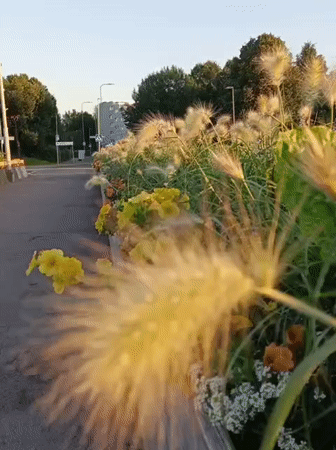 Golden-hour Tallinn: planters, grasses, and cyclists at dusk