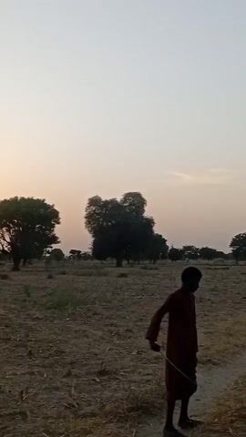 The video shows a person standing in a dry field with trees scattered around. The person is wearing a reddish-brown robe-like garment and appears to be holding a stick. The field is mostly covered in dry grass and the sky is a light, faded color. The scene is likely taking place in a rural area during the early morning or late afternoon, given the lighting conditions. The camera moves slightly, panning across the landscape to show the field and trees from different angles.