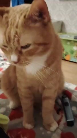 A ginger and white cat is sitting on a patterned blanket. A person's hand enters the frame and pets the cat's head. The cat's eyes are partially closed, and it appears to be looking down. The background is blurred, but suggests an indoor setting with furniture and possibly other objects.
