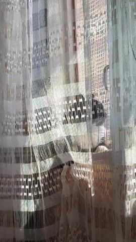 A video shows a person's arm and shoulder in the foreground, partially obscuring a black and tortoiseshell cat resting on a surface covered with a light-colored blanket. The cat is nestled behind a white lace curtain, which is patterned with horizontal bands of stripes and small squares. Sunlight streams through the curtain and window, casting shadows and illuminating the scene. The background is blurred, but appears to be an indoor setting with a window and possibly buildings outside.