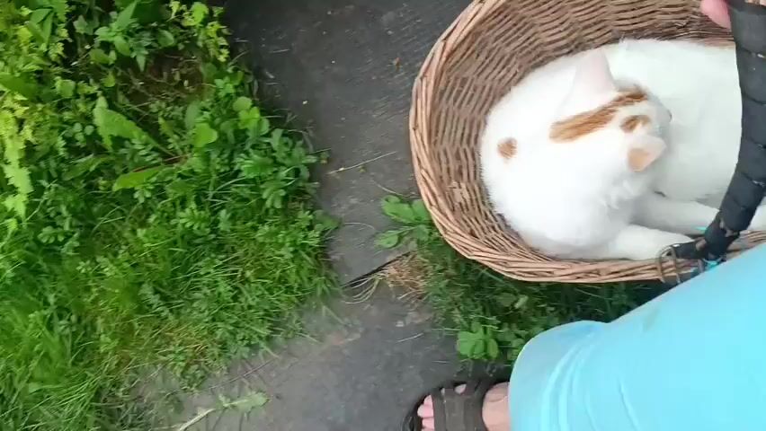 A white and orange cat is curled up asleep in a woven basket. The basket is placed on a dark path, surrounded by lush green grass and vegetation. A person's foot wearing a sandal is visible on the right side of the frame, and a blue garment is also visible. The camera angle is looking down into the basket.