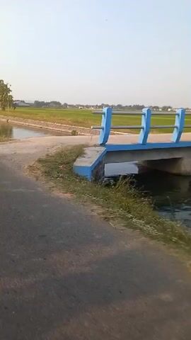The video pans across a rural landscape. In the foreground, a paved road runs alongside a concrete canal filled with water. Tall green grass grows along the bank of the canal. Beyond the canal, a vast, green rice paddy stretches into the distance, with a clear blue sky above. Several trees are scattered along the edge of the rice paddy. The scene appears peaceful and idyllic.