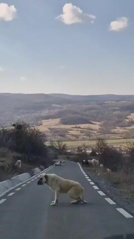 The video shows a view from a vehicle driving on a narrow road through a hilly rural landscape. In the foreground, a large tan-colored dog walks across the road. Further up the road, another dog is lying down, and a small flock of sheep are grazing on the roadside. The road descends slightly and has white painted lines along the edges. The background features rolling hills and fields under a partly cloudy sky. The vegetation on the sides of the road is sparse, consisting of dry grass and bare bushes.