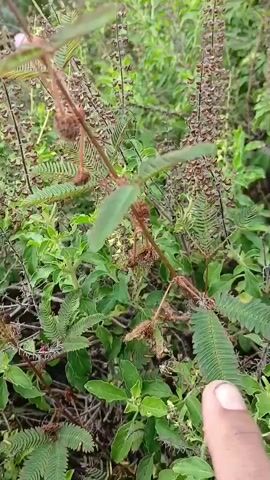 A hand, with a visible thumb and index finger, touches the leaves of a plant. The plant has feathery leaves that fold inwards upon contact. One of the plant's leaves is in sharp focus in the foreground, while the rest of the plant and surrounding vegetation are slightly blurred. The plant has a stem with green leaves and several spiky seed pods or flower buds. A light pink spherical flower is visible at the top of the plant. The background consists of more green plants, some with tall spiky structures bearing small seed-like objects, and a blurred, pale structure that could be a wall. The lighting suggests an outdoor environment during the day.