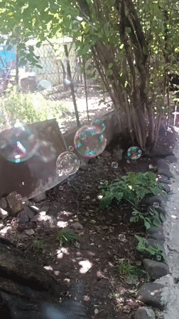 Backyard playtime with bubbles and toys in Khashuri
