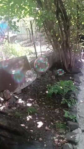 Bubbles are floating in a backyard. Some bubbles are reflective with rainbow colors. There are trees and plants in the background. There is also a concrete object on the ground.