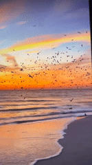 Evening wildlife and rural scenes documented in Tinaquillo, Venezuela
