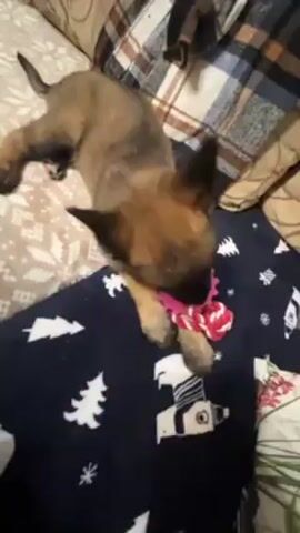 A puppy with dark fur and a brown snout chews on a pink and red rope toy while lying on a navy blue blanket with white Christmas trees and snowmen printed on it. The blanket is placed on a couch with patterned throw pillows. The puppy is positioned in the center of the frame and is the main focus of the video. The camera is slightly above the puppy, providing a close-up view of its playful interaction with the toy.