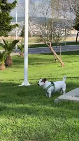 A Jack Russell Terrier stands on a lawn in a public park. It is white with brown markings and wears a light green harness. A white flagpole stands behind it. Behind the dog are various trees and a road, with a city visible in the background. A concrete surface is to the right of the dog. The lawn is green, and there are shadows of trees on the lawn.